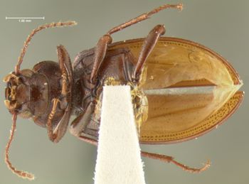 Media type: image;   Entomology 7991 Aspect: habitus ventral view